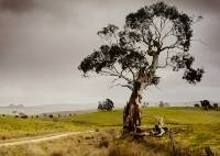 Pastoral Morning - 1st Place Kerrie Purcell