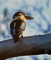 Blue Winged Kookaburra - Highly Commended Jill Wharton