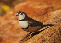 Double Barred Finch - Highly Commended Jill Wharton