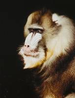 Mandrill - 2nd Place Lorraine Lees