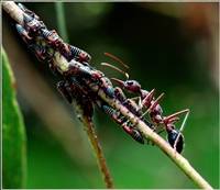 The Ant & the Eurymelids (Trevor Bibby) Merit