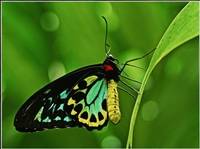 Cairns Birdwing (Jill Wharton) Merit