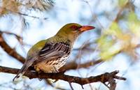 Olive Backed Oriole (Betty Bibby) 2nd Place