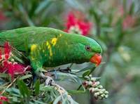 Scaly Breasted Lorikeet (Jill Wharton) Highly Commended