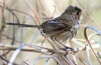 Wet Wren (Betty Bibby) Highly Commended